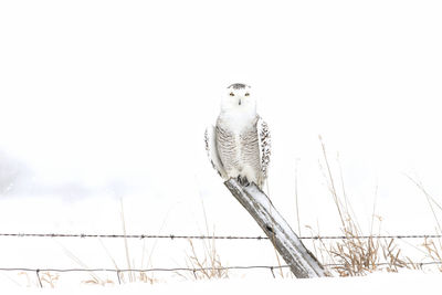 Close-up of owl perching on wooden post by fence against snowy landscape