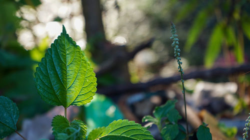 Close-up of fresh green leaves