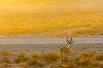 Antelope on grass