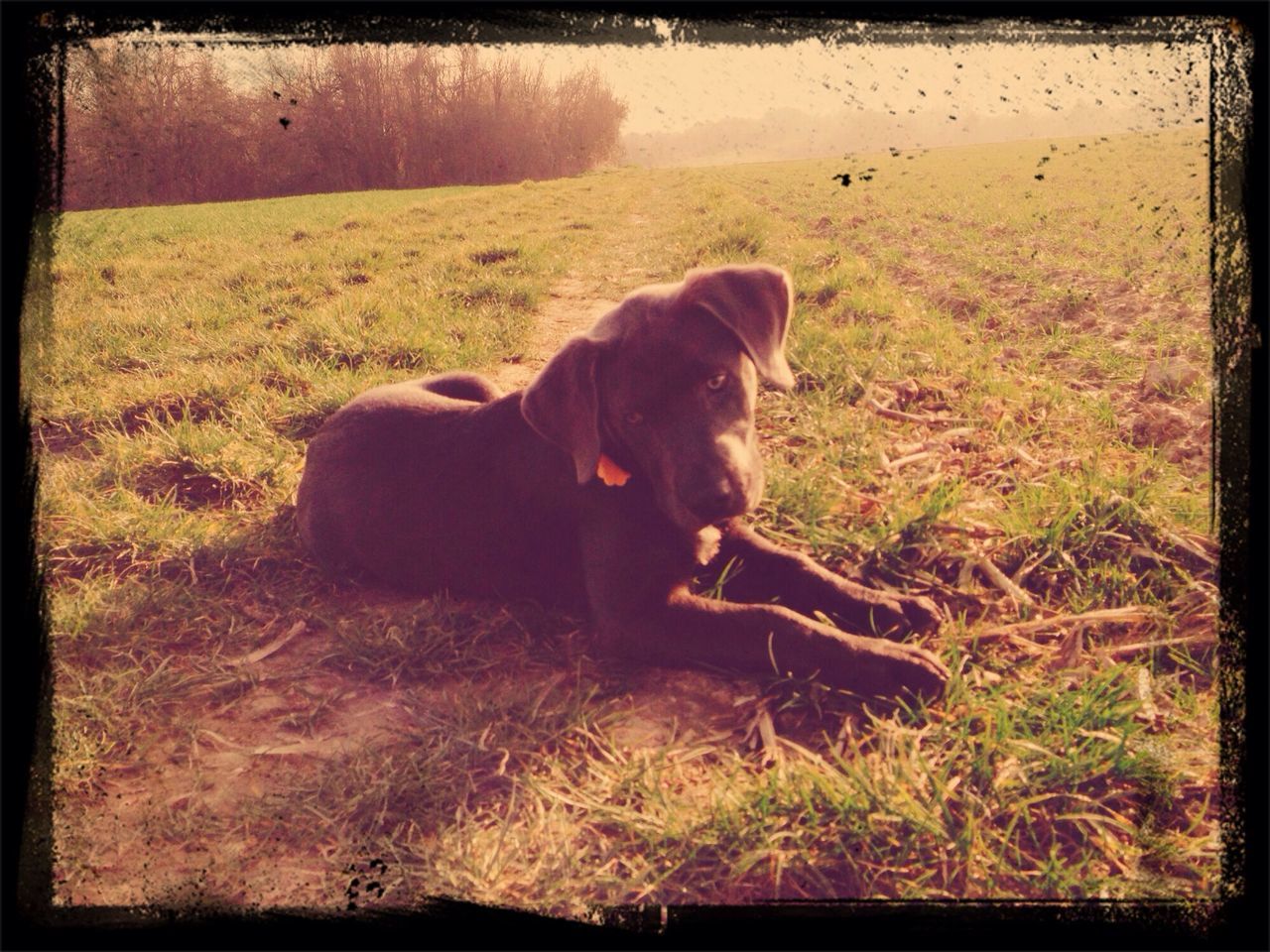 animal themes, mammal, domestic animals, grass, transfer print, one animal, field, pets, auto post production filter, grassy, dog, relaxation, nature, sitting, day, outdoors, no people, full length, sunlight, landscape