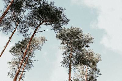 Low angle view of trees against sky