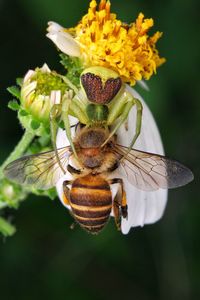 Close-up of insect on flower