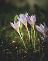 Close-up of purple crocus flowers