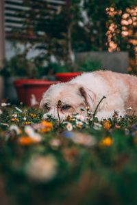 Close-up of a dog resting on flower