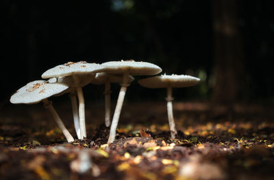 Close-up of mushroom growing on field