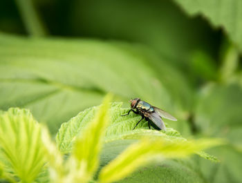 Close-up of housefly on leaf