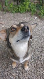 Close-up portrait of dog