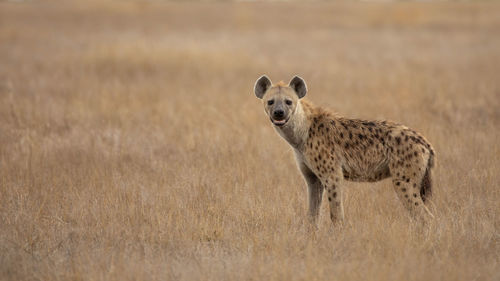 African black spotted hyena