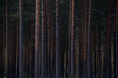 Full frame shot of tree trunks in forest