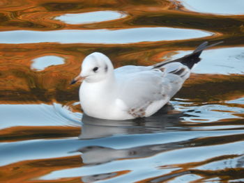 Close-up of duck swimming in lake