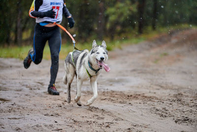 Low section of person with dog running on street