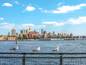 Seagulls perching on railing by river against cityscape and sky