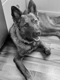 Portrait of dog lying on floor at home