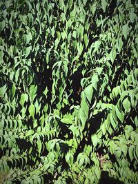 Close-up of green leaves