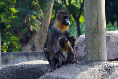 Monkeys sitting on rock