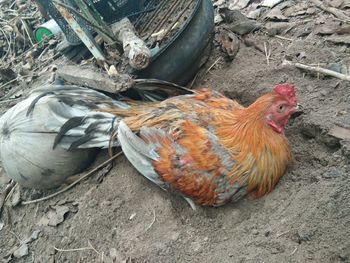 High angle view of rooster