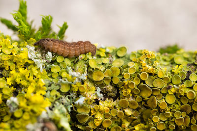 Close-up of caterpillar on lichen