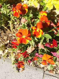 Close-up of red flowers