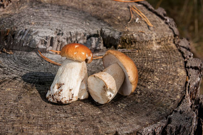 Close-up of mushrooms growing on land