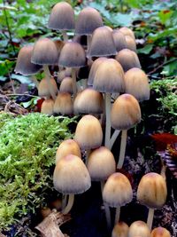 Close-up of mushroom growing on field