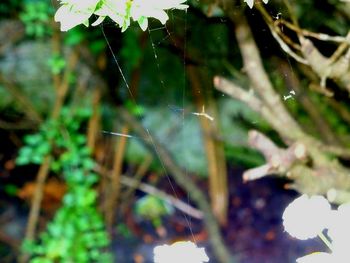 Close-up of spider web on plant