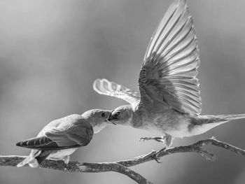 Close-up of bird flying against blurred background