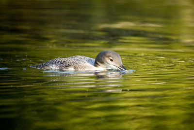 Close-up of common loon swimming in lake