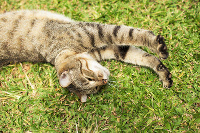 High angle view of a cat