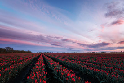 Scenic view of flowering field against sky during sunset