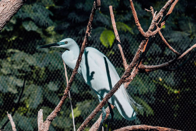 Bird perching on a fence