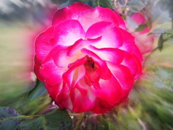 Close-up of pink rose flower