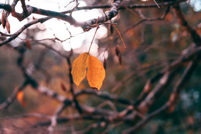 Close-up of dry maple leaves on branch