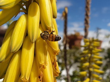 Close-up of insect on yellow flower