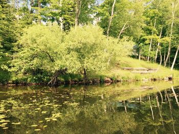 Reflection of trees in lake