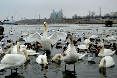 large group of animals