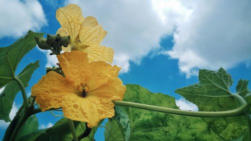 Close-up of yellow flowers blooming against sky