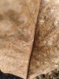 Close-up of dry leaf