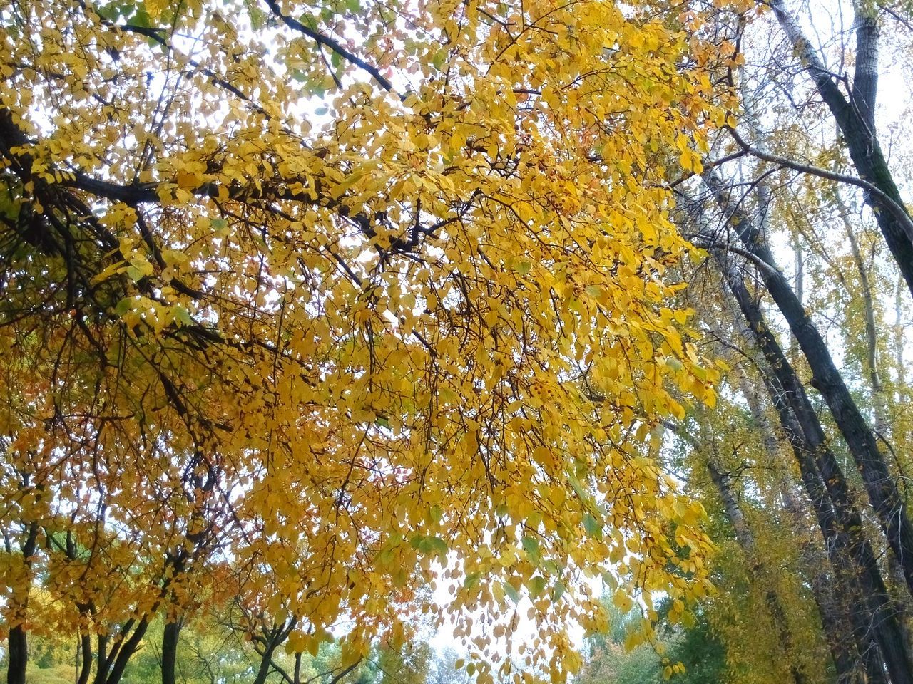 tree, low angle view, branch, autumn, growth, yellow, change, nature, season, beauty in nature, tree trunk, tranquility, leaf, day, forest, scenics, outdoors, no people, green color, sunlight
