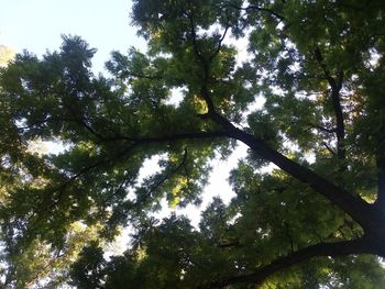 Low angle view of trees against sky