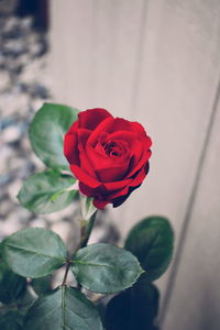 Close-up of red rose