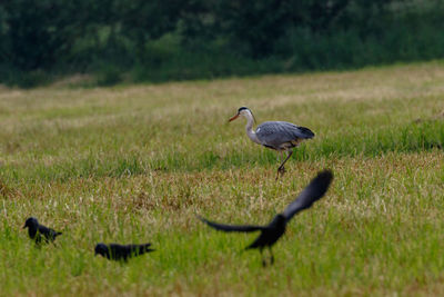 Bird perching on a field