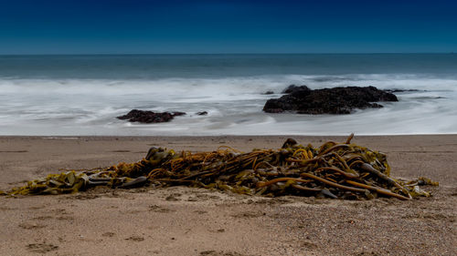 Driftwood on beach by sea against sky