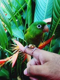 Close-up of parrot perching on human finger