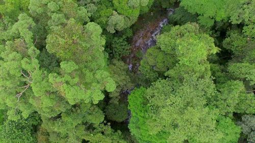 Full frame shot of trees