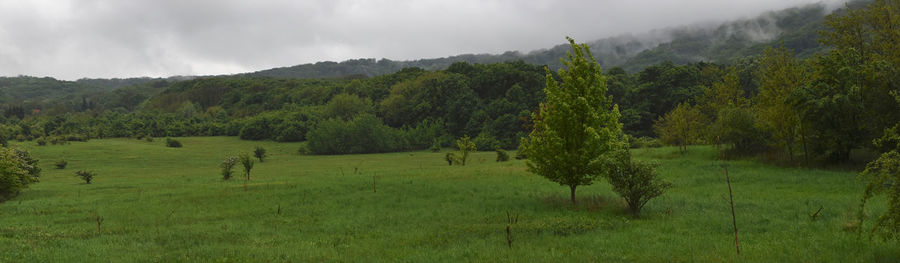 Scenic view of trees on field against sky