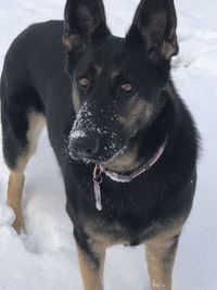 Portrait of black dog in snow