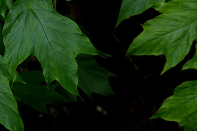 Close-up of leaves