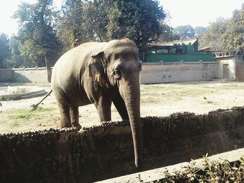 Elephant on field against sky