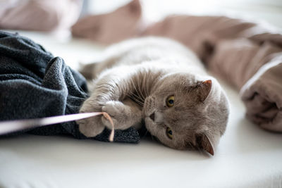 Cat playing on bed