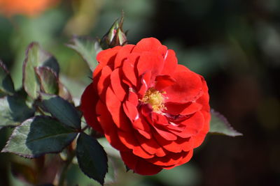 Close-up of insect on red flowering plant